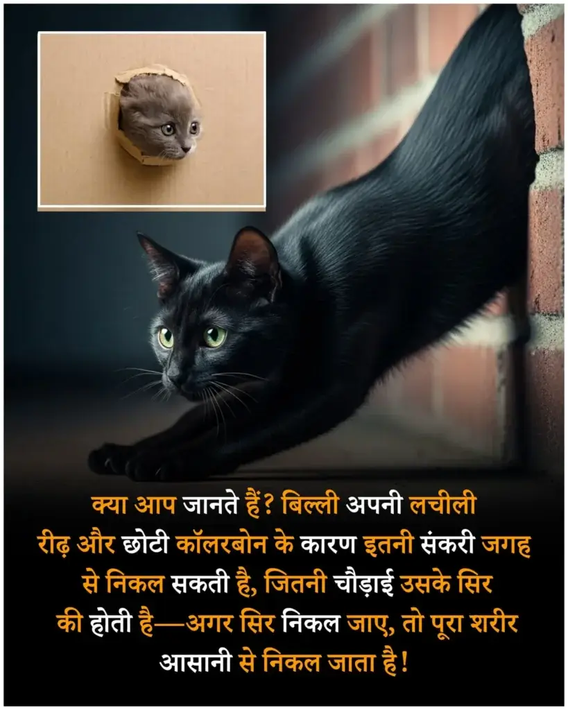 Amazing facts about animal in hindi, interesting facts animal hindi, जानवरो के रोचक तथ्य, Animal facts in hindi, facts in hindi, रोचक तथ्य