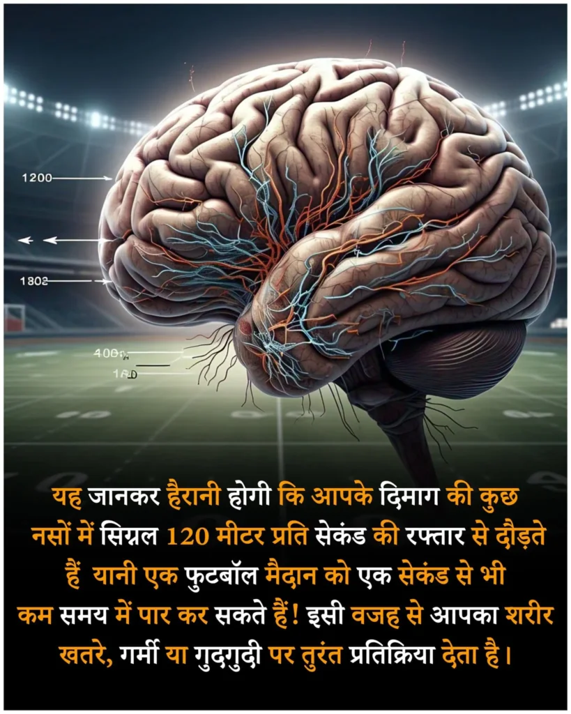 Facts about Human Brain in Hindi | मानव मस्तिष्क के बारे में रोचक तथ्य