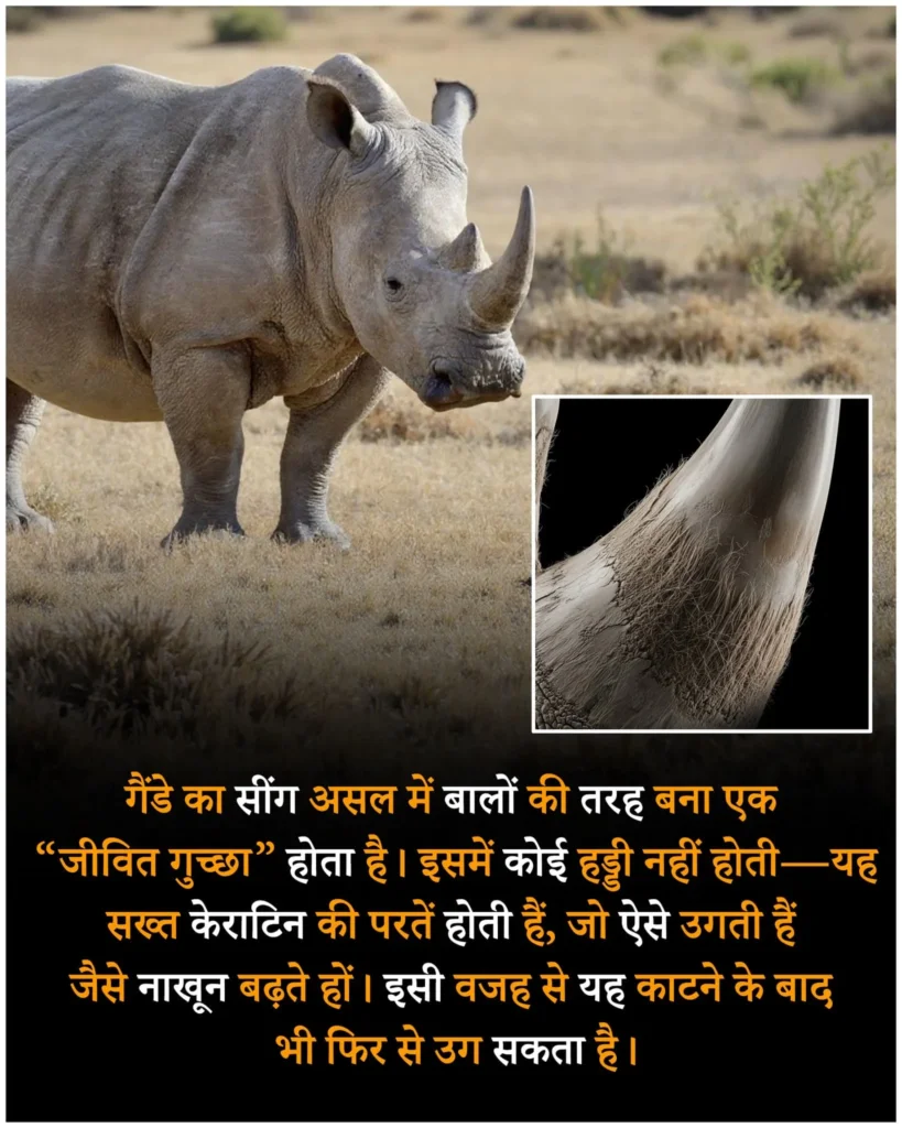 जानवरो के रोचक तथ्य, Animal facts in hindi, facts in hindi, रोचक तथ्य