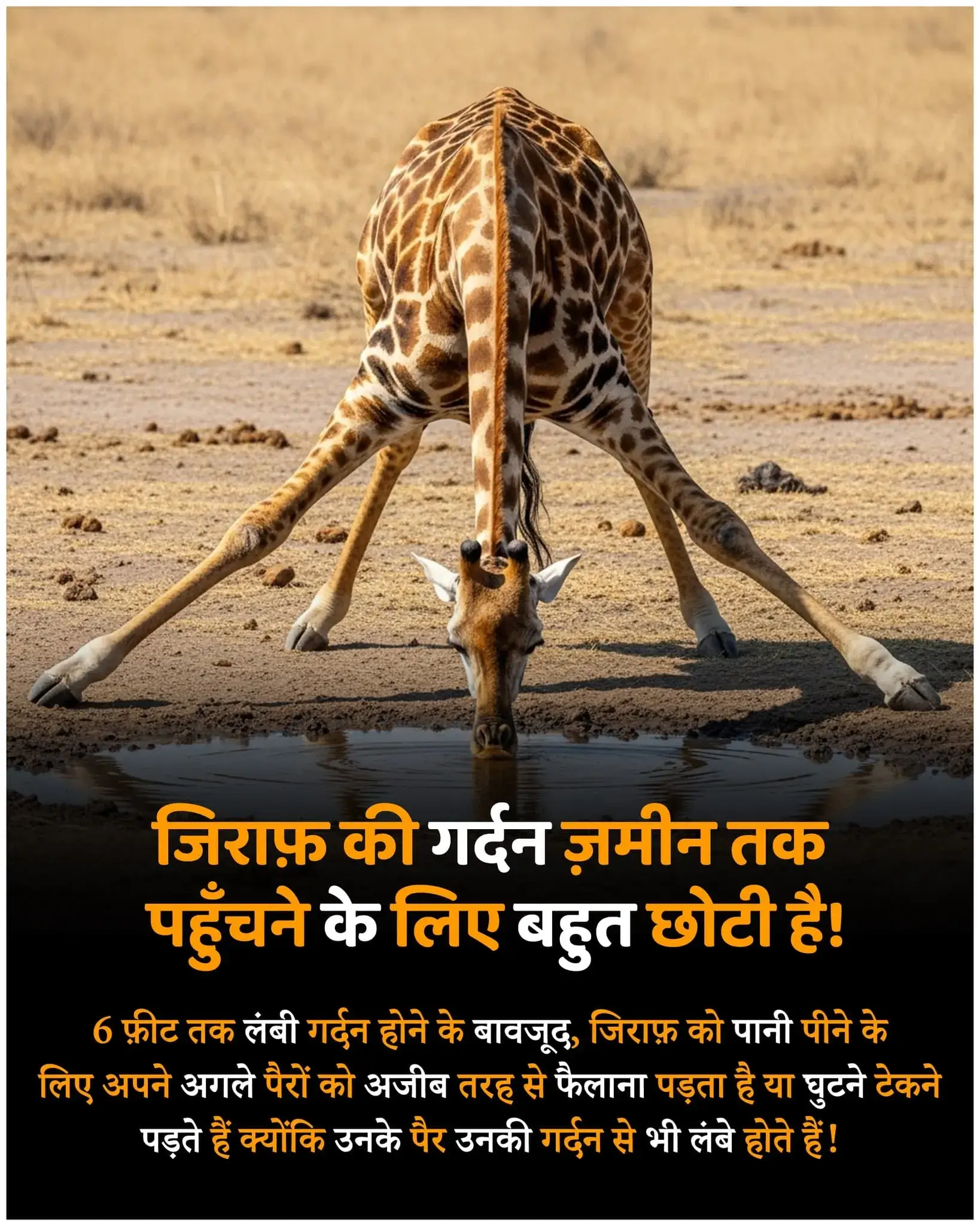 जानवरो के रोचक तथ्य, Animal facts in hindi, facts in hindi, रोचक तथ्य