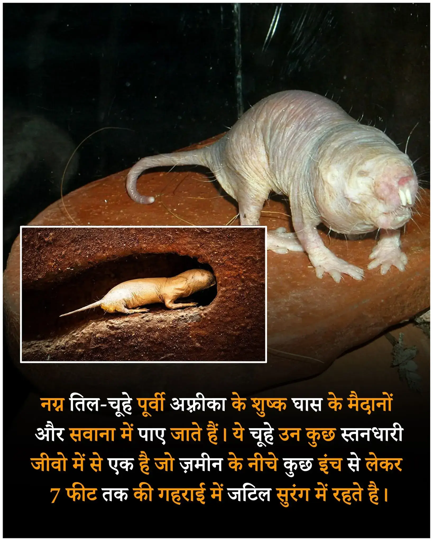 Weird रोचक तथ्य – Rochak tathya