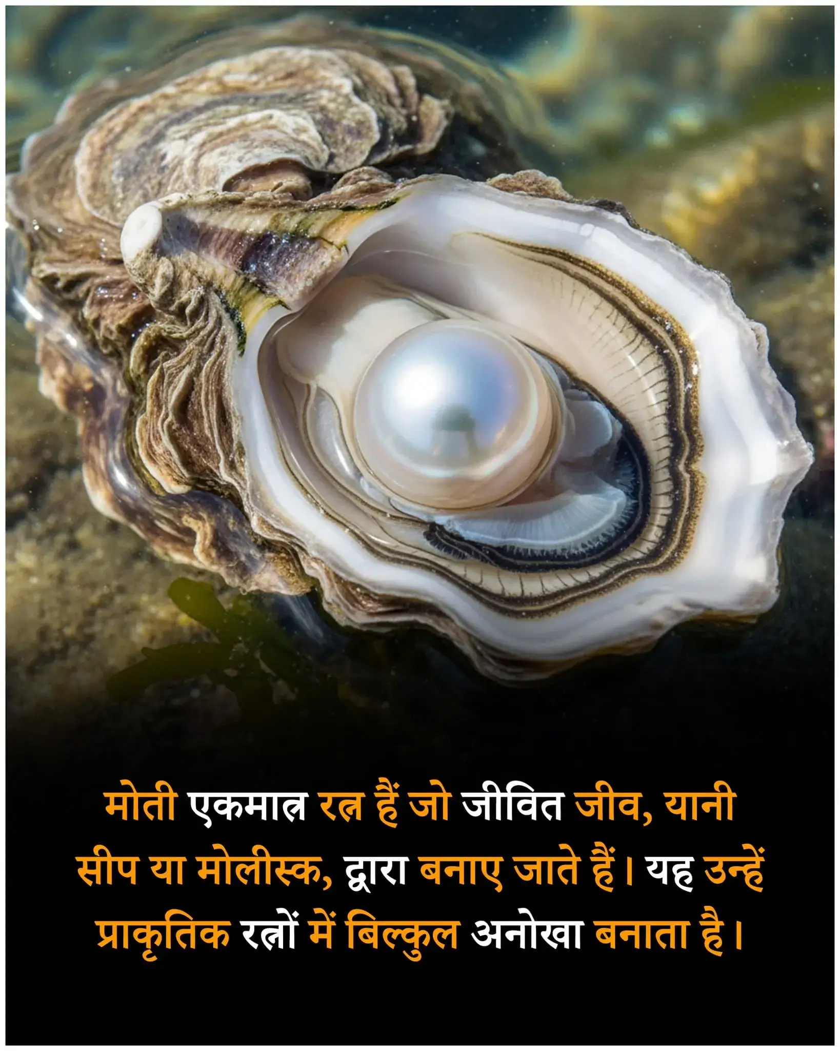 फैक्ट्स स्टेटस – Fact Status in Hindi
