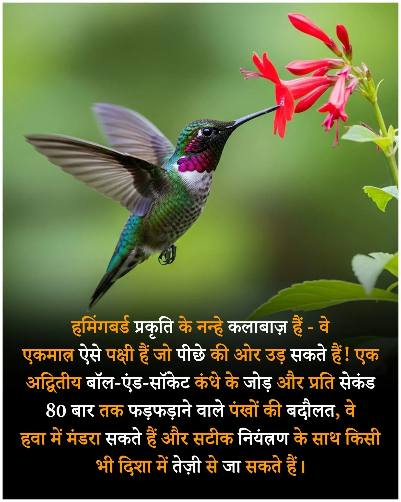 Amazing Facts about Birds in Hindi