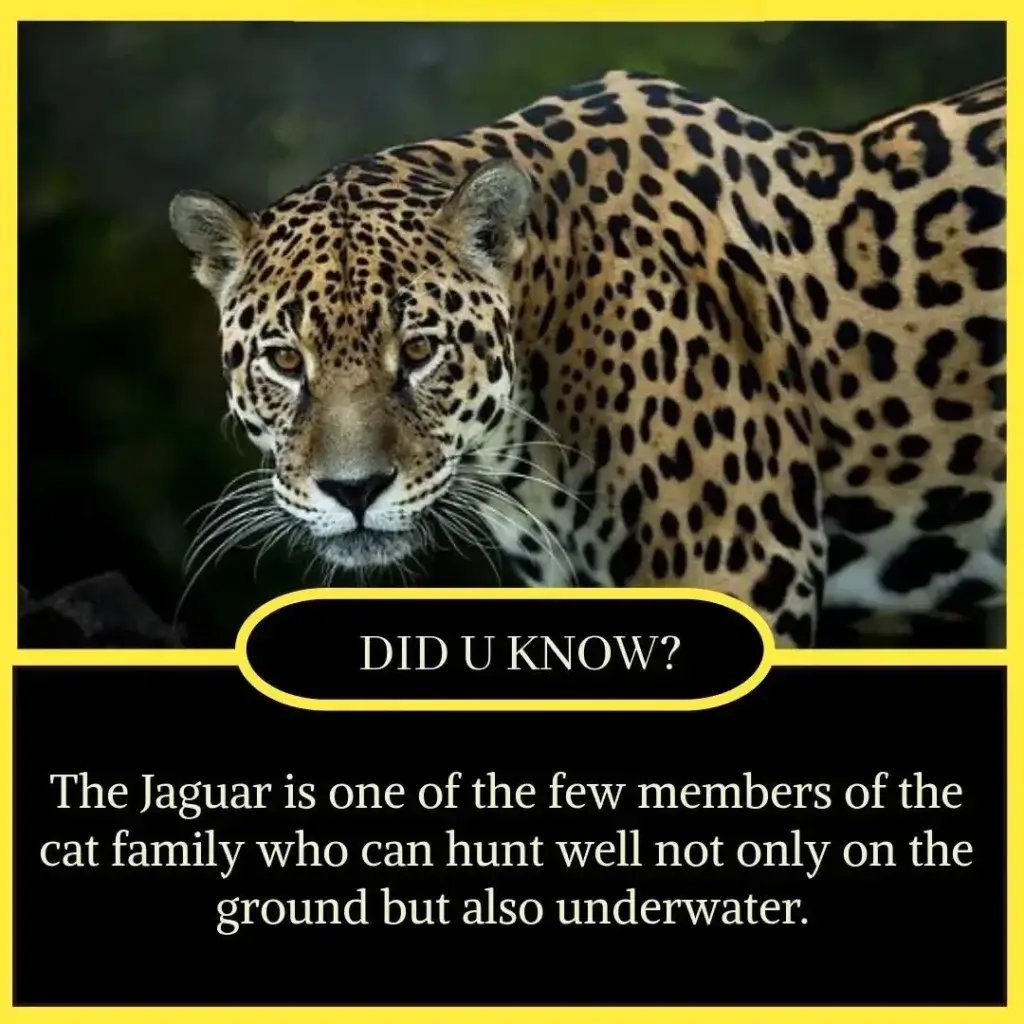 Amazing Facts in English for Students - Unbelievable but True Facts