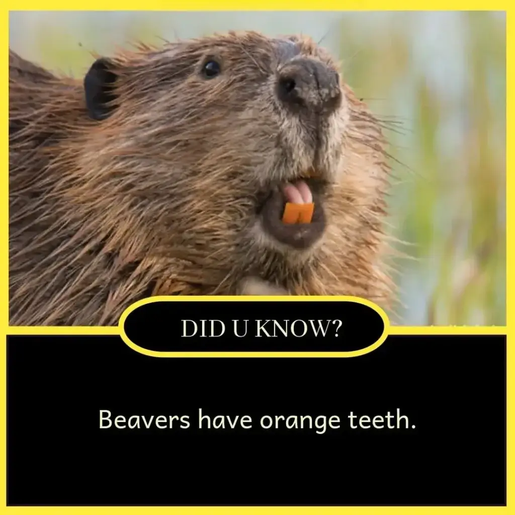 Amazing Facts in English for Students - Unbelievable but True Facts