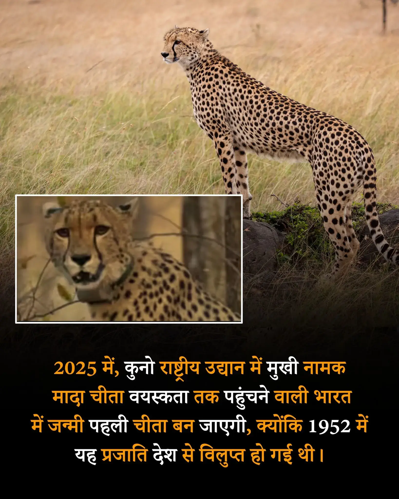 Weird interesting facts about animals in hindi