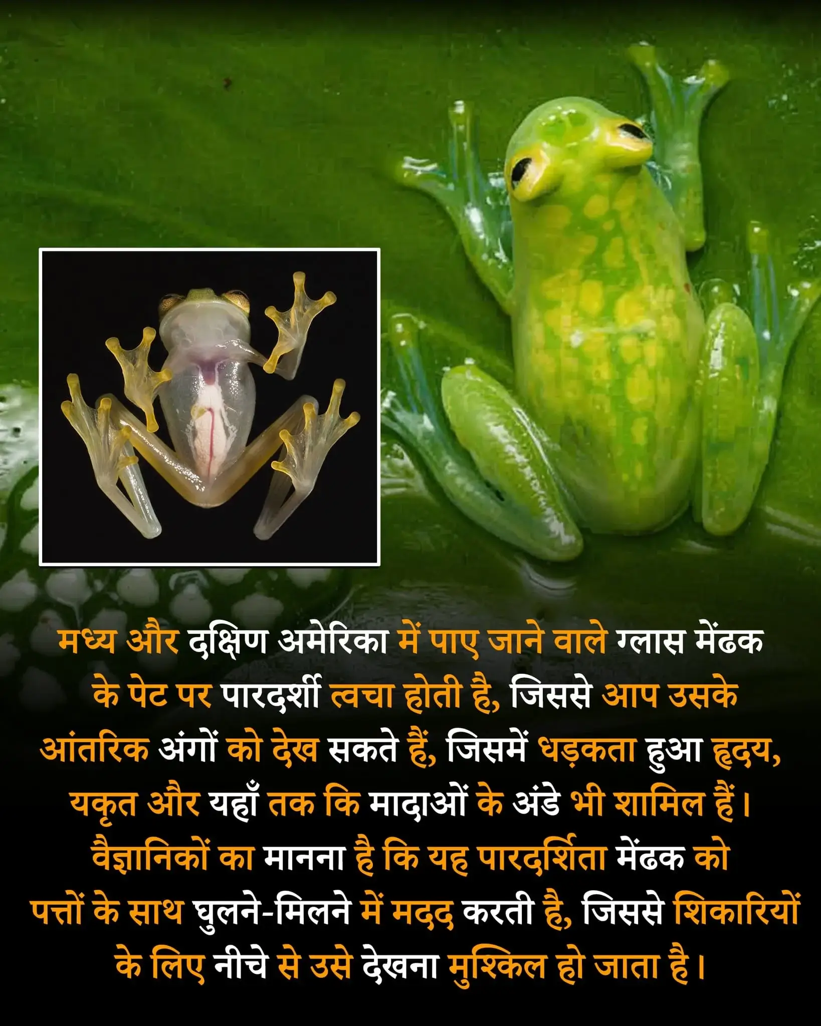 facts script in hindi