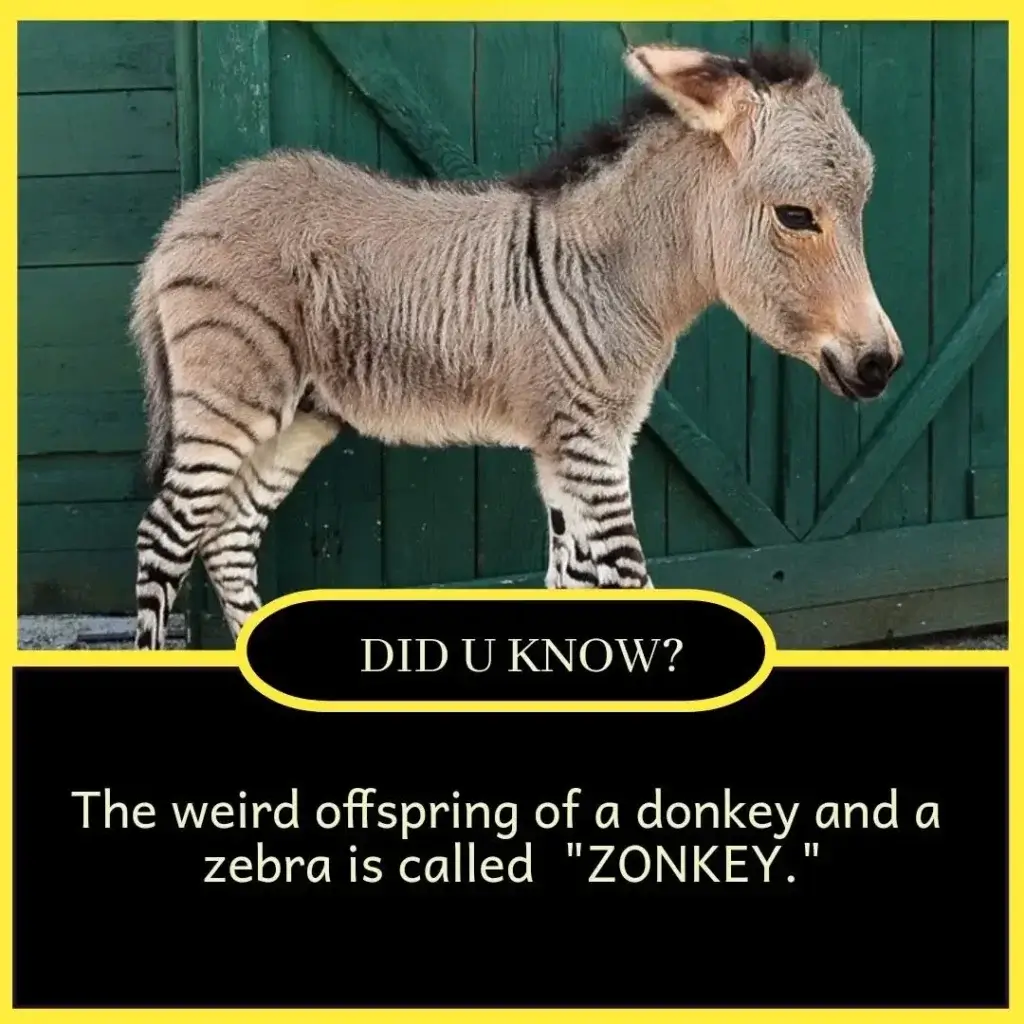 100+ Amazing True Facts in English – Daily Life Facts 5 Amazing True Facts in English – Daily Life Facts