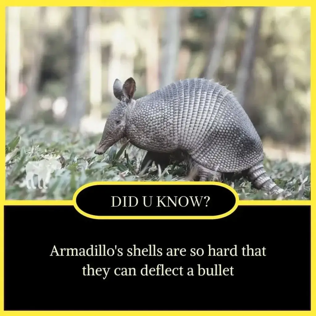 Fun Fact Student 100+ Interesting Fun Facts for Student - True Facts