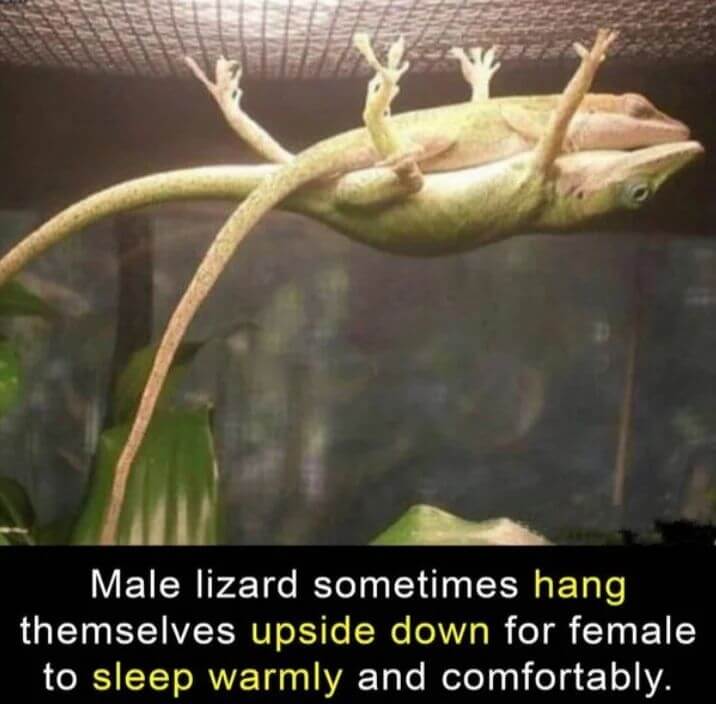 100+ Amazing True Facts in English – Daily Life Facts 8 100+ Amazing True Facts in English – Daily Life Facts