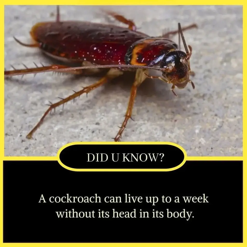 10+ Short Amazing Facts in English - Facts in English 6 Short Amazing Facts in English