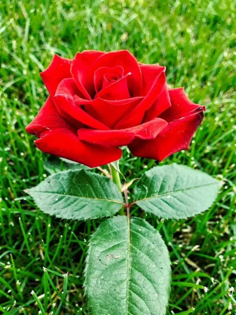 100+ Beautiful Rose Wallpapers - Rose Images Photography 7 20+ Beautiful Rose Wallpapers - Rose Images Photography
