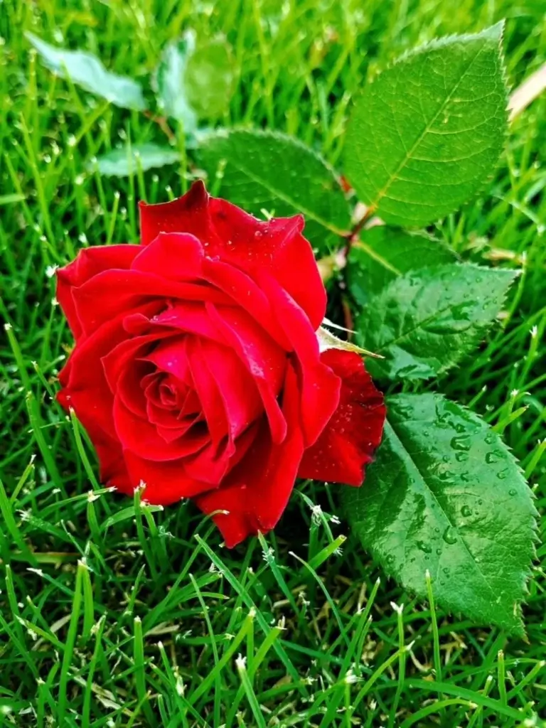 100+ Beautiful Rose Wallpapers - Rose Images Photography 4 20+ Beautiful Rose Wallpapers - Rose Images Photography